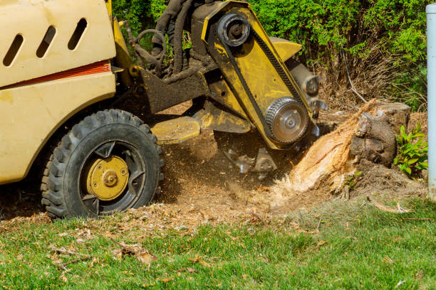 Best Sod Installation  in USA